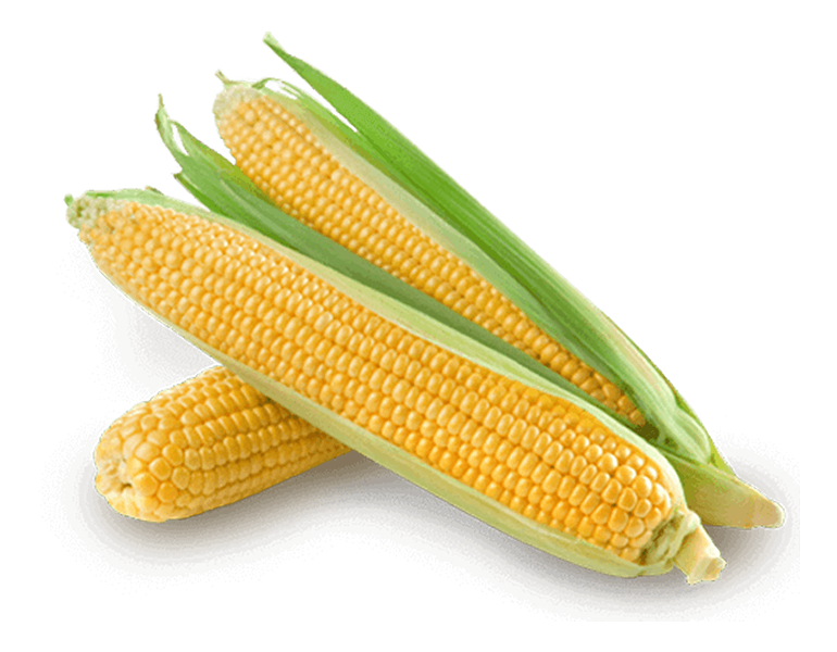 Corn ingredient