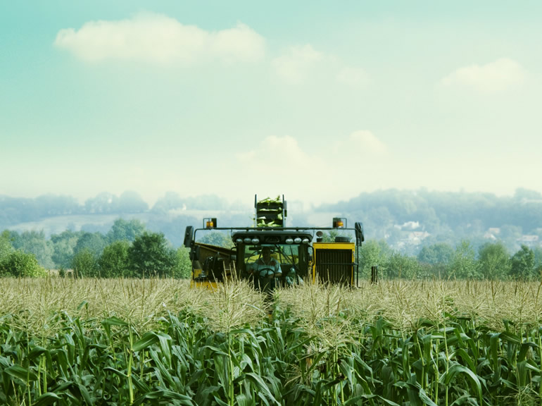 Tractor in cornfield